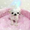 pinkmane